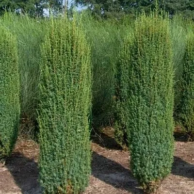 Можжевельник ХИБЕРНИКА обыкновенный  Можжевельник ХИБЕРНИКА обыкновенный в Ярославле