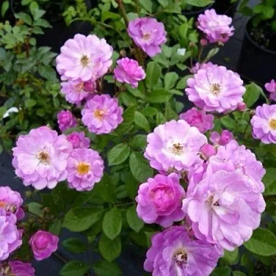 Саженцы роз РАЙМОНД ПРИВАТ полиантовая  Саженцы роз РАЙМОНД ПРИВАТ полиантовая в Ярославле