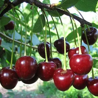 Вишня БЫСТРИНКА  Вишня БЫСТРИНКА в Ярославле