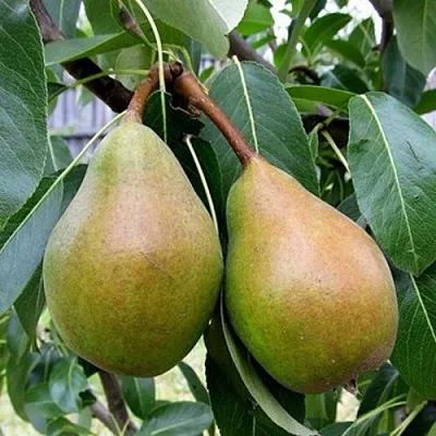 Груша ЯБЛУНИВСКАЯ  Груша ЯБЛУНИВСКАЯ в Ярославле