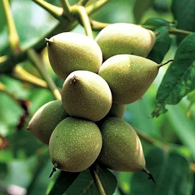 Орех МАНЬЧЖУРСКИЙ в Ярославле