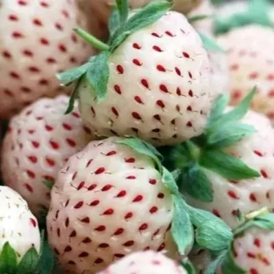 Клубника АНАНАСА ремонтантная в Ярославле