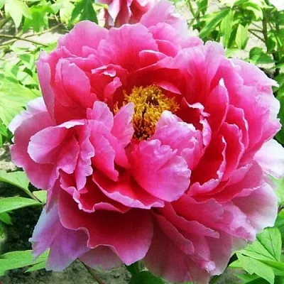 Пион ВОСХОД СОЛНЦА древовидный  Пион ВОСХОД СОЛНЦА древовидный в Ярославле