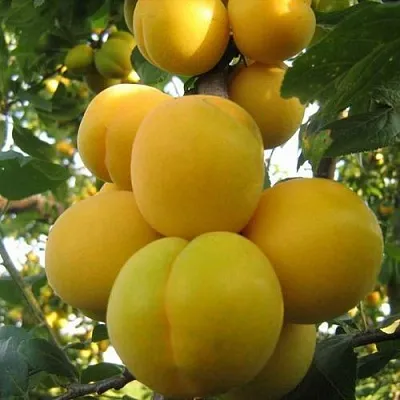 Слива ЛОДВА  Слива ЛОДВА в Ярославле