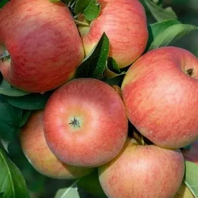 Яблоня ТОПАЗ  Яблоня ТОПАЗ в Ярославле