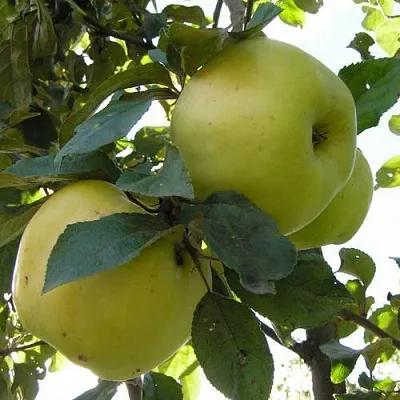 Яблоня АНТОНОВКА ОБЫКНОВЕННАЯ  Яблоня Антоновка Обыкновенная в Ярославле