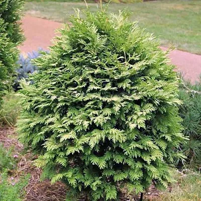 Туя ВАРЕАНА ЛЮТЕСЦЕНС западная  Туя ВАРЕАНА ЛЮТЕСЦЕНС западная в Ярославле