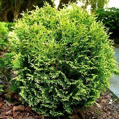 Туя ВОТЕРФИЛД западная в Ярославле