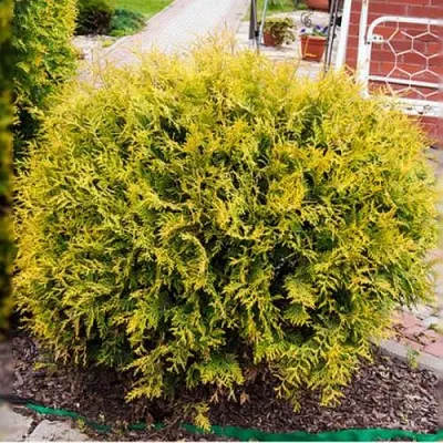 Туя КОЛЛЕРС ГОЛД складчатая в Ярославле