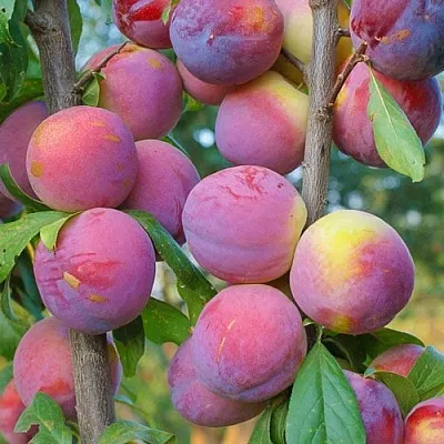 Слива КОЛОННОВИДНАЯ  Слива КОЛОННОВИДНАЯ в Ярославле