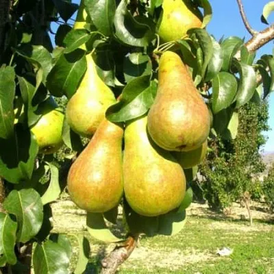 Груша Г-9 колонновидная  Груша Г-9 колонновидная в Ярославле