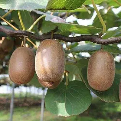 Актинидия ЗАКАРПАТЬЕ деликатесная  Актинидия ЗАКАРПАТЬЕ деликатесная в Ярославле