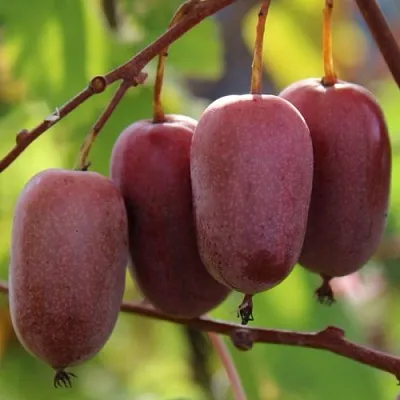 Актинидия ПУРПУРНО САДОВАЯ  аргута  Актинидия ПУРПУРНО САДОВАЯ  аргута в Ярославле