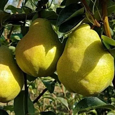 Груша СОКРОВИЩЕ  Груша СОКРОВИЩЕ в Ярославле