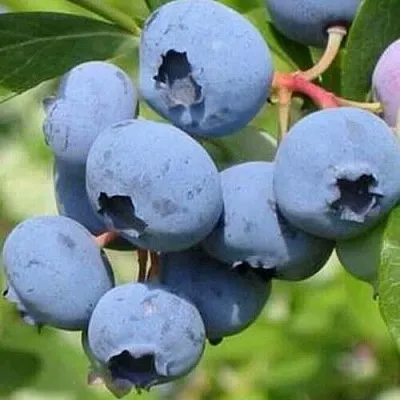 Голубика ДАРРОУ  Голубика ДАРРОУ в Ярославле