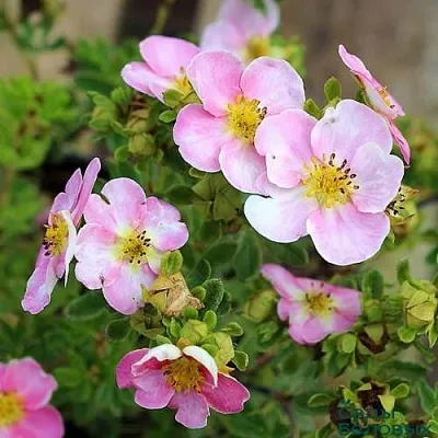 Лапчатка НЬЮ ДАУН кустарниковая  Лапчатка НЬЮ ДАУН кустарниковая в Ярославле