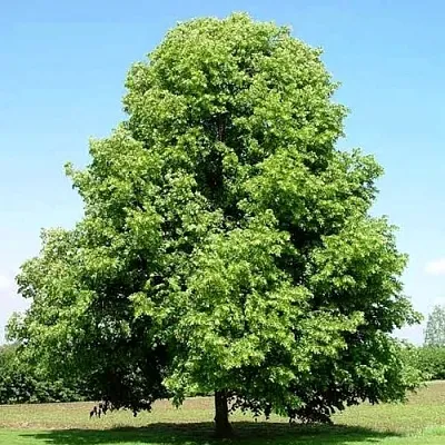 Липа мелколистная в Ярославле