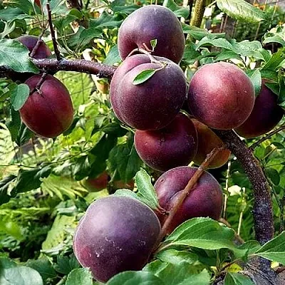 Шарафуга БЕЛЛА РОЯЛЬ в Ярославле