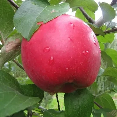 Яблоня АМУЛЕТ  Яблоня АМУЛЕТ в Ярославле