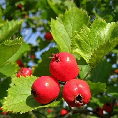 Боярышник МЯГКОВАТЫЙ  Боярышник МЯГКОВАТЫЙ в Ярославле