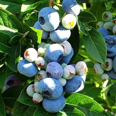 Голубика ВЕЙМУТ  Голубика ВЕЙМУТ в Ярославле