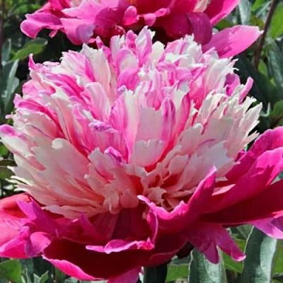 Пион ДЕЙДРИМ травянистый  Пион ДЕЙДРИМ травянистый в Ярославле