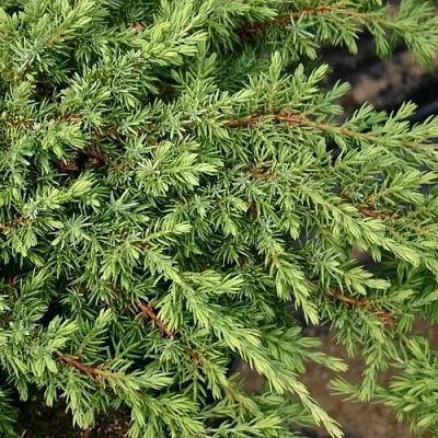 Можжевельник  Можжевельник в Ярославле