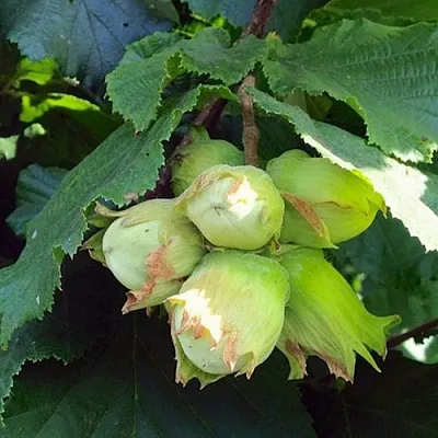 Фундук ТАМБОВСКИЙ РАННИЙ в Ярославле