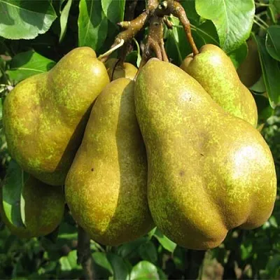 Груша СИЛЬВА  Груша СИЛЬВА в Ярославле