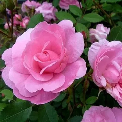 Саженцы роз ДЖОН ДЭВИС плетистая в Ярославле