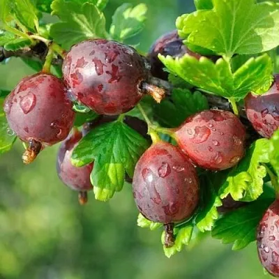 Крыжовник СЕРЕНАДА в Ярославле