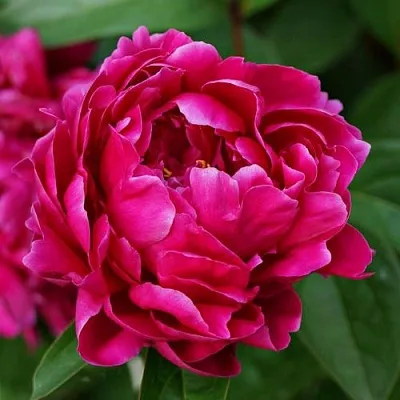 Пион ЛУИ ВАН-ГУТТ травянистый  Пион ЛУИ ВАН-ГУТТ травянистый в Ярославле