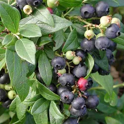 Голубика ПУТТЕ  Голубика ПУТТЕ в Ярославле