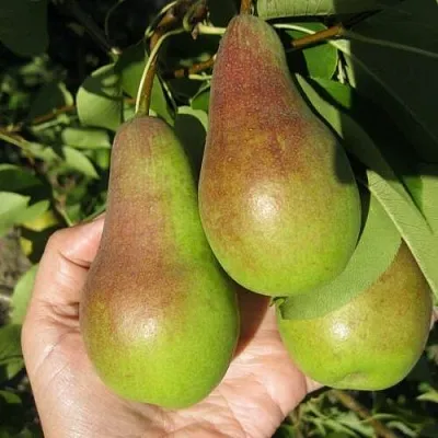 Груша ТАЛГАРСКАЯ КРАСАВИЦА  Груша ТАЛГАРСКАЯ КРАСАВИЦА в Ярославле