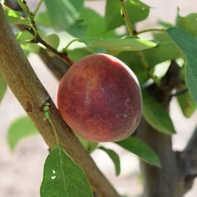 Плумкот БИРИКОККОЛО СУЗИНКОККО  Плумкот БИРИКОККОЛО СУЗИНКОККО в Ярославле