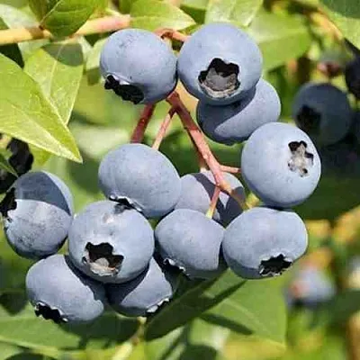 Голубика КРОЭТЭН  Голубика КРОЭТЭН в Ярославле