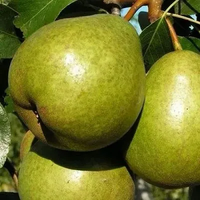 Груша ЯСАЧКА  Груша ЯСАЧКА в Ярославле