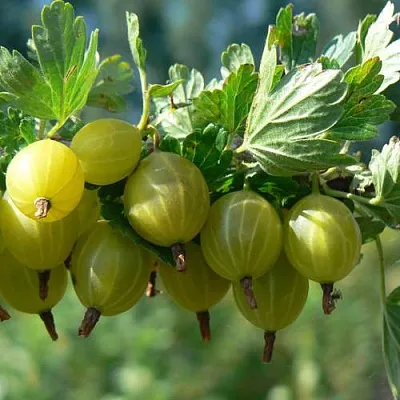 Крыжовник ЮБИЛЕЙНЫЙ в Ярославле