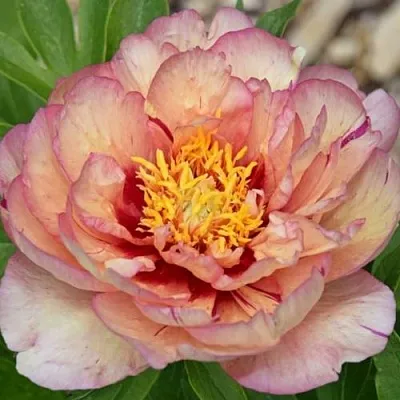 Пион КЭЛЛИС МЕМОРИ ито-гибрид  Пион КЭЛЛИС МЕМОРИ ито-гибрид в Ярославле