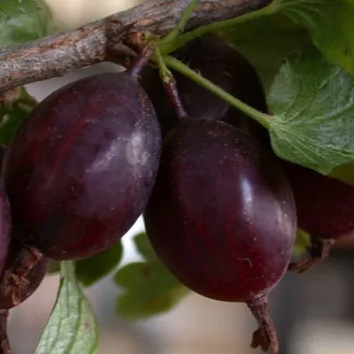 Крыжовник ЧЕЛЯБИНСКИЙ СЛАБОШИПОВАТЫЙ в Ярославле