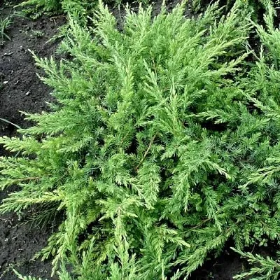 Можжевельник ШЛЯГЕР прибрежный  Можжевельник ШЛЯГЕР прибрежный в Ярославле