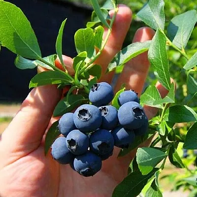 Голубика НОРТ КАНТРИ  Голубика НОРТ КАНТРИ в Ярославле