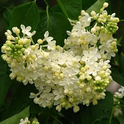 Сирень ПРИМРОУЗ  Сирень ПРИМРОУЗ в Ярославле