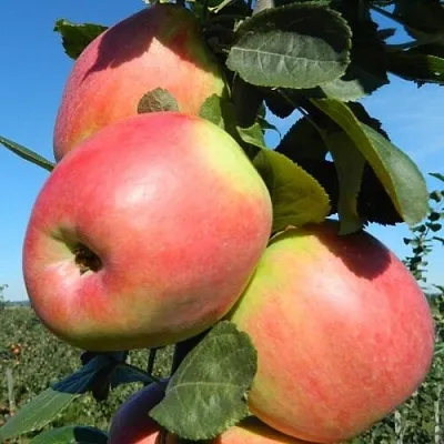 Яблоня БРЯНСКОЕ РОЗОВОЕ  Яблоня БРЯНСКОЕ РОЗОВОЕ в Ярославле