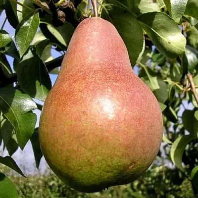 Груша КИРГИЗСКАЯ ЗИМНЯЯ  Груша КИРГИЗСКАЯ ЗИМНЯЯ в Ярославле