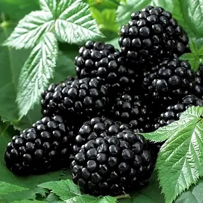 Ежевика БЛЭК БЬЮТИ  Ежевика БЛЭК БЬЮТИ в Ярославле