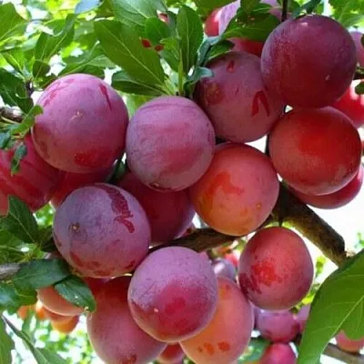 Слива НЕКТАРИННАЯ АРОМАТНАЯ  Слива НЕКТАРИННАЯ АРОМАТНАЯ в Ярославле