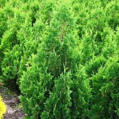 Туя СПИРАЛИС западная в Ярославле