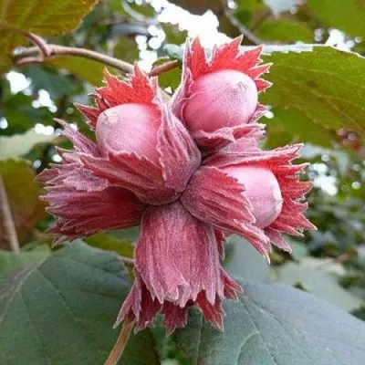 Фундук СКАРЛЕТТ в Ярославле