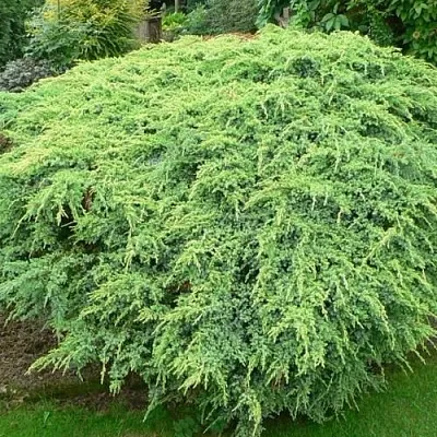 Можжевельник ХОЛГЕР чешуйчатый  Можжевельник ХОЛГЕР чешуйчатый в Ярославле